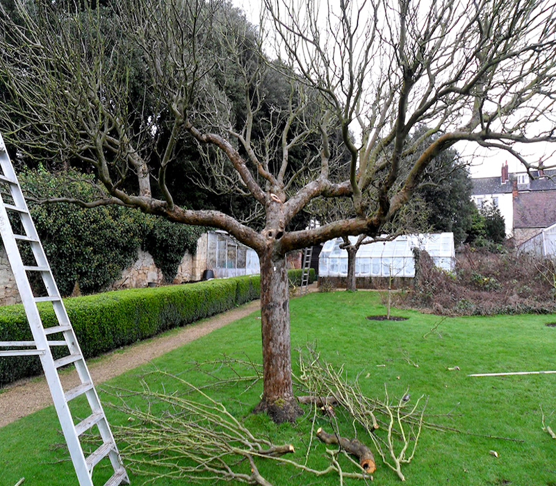 Entretien pelouse et taille d'arbre
